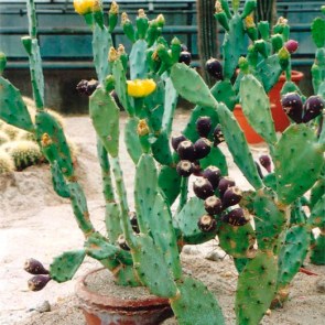 Optunia-mit-Blüten-und-Kaktusfeigen.jpg